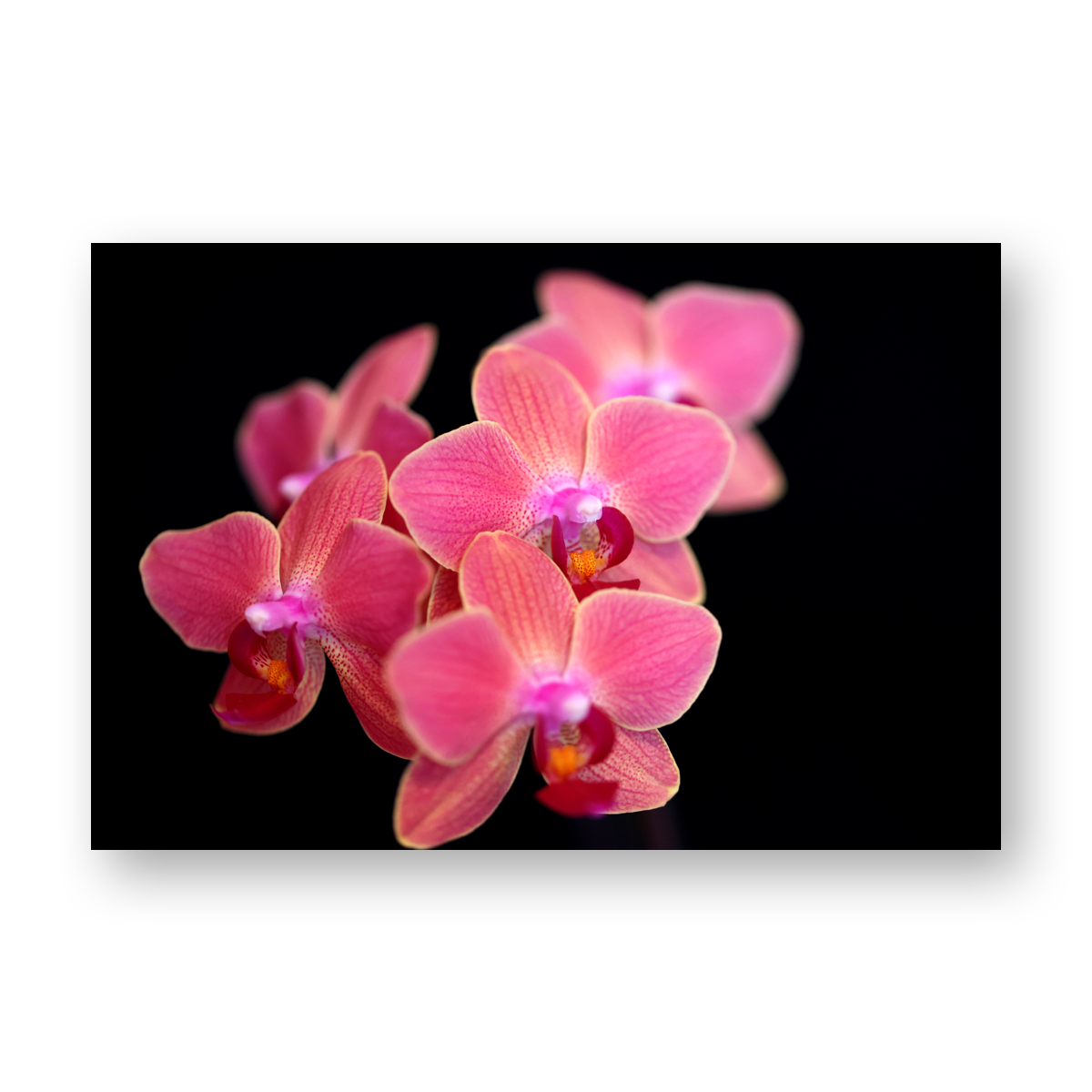Bild Orchidee Pink black (Motiv 1)